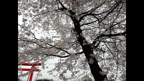 Sakura - Yoshino cherry🌸