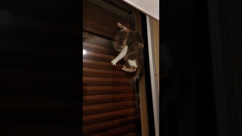 Spider cat 😱❤️Try Not To Laugh - Best Cats | Funny Cats Life | Pet Lover's Zone #Shorts