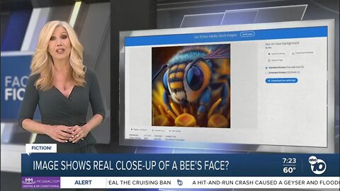 Fact or Fiction: Photo shows close-up photo of bee's face?