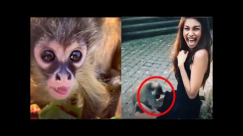 funniest monkeys,cute funny monkey videos compilation part 1