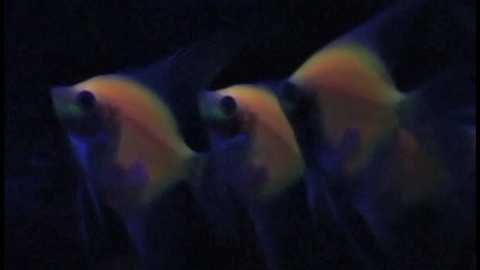 Glow In The Dark Fish