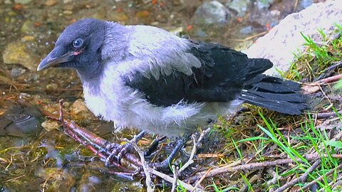 Hooded Crow Fledgling Quenching His Thirst at the Pond