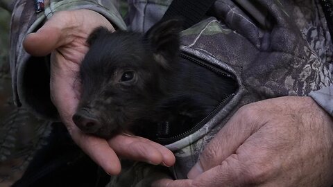 The rescue of Little Michael - the wild piglet