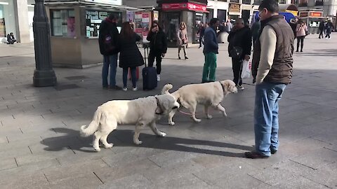 Just a doggy walking another doggy on a leash