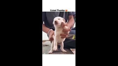 cute puppy dancing