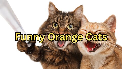 Funny Orange Cats