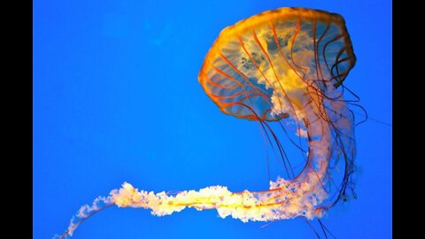 Pacific sea nettle