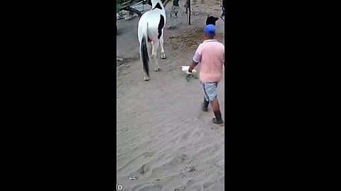 🤣😂funny animal video 😂🤣horse hit man