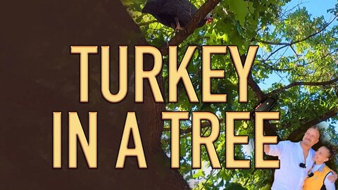 Flying Turkey Gets Stuck in the Tree | Ranch Life