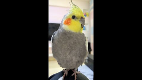 Cute Cockatiel Pet Jojo: Unforgettable Moments | Cockatiels Craze