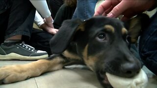 Racine students crafting prosthetic foot for special needs puppy named Forrest Stump