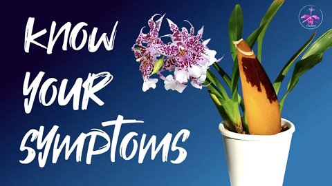 KNOW your ROT OR NOT | Buy that discounted #orchid with confidence, when no one else would! 👍🏼