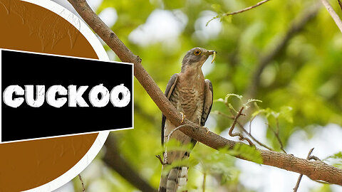 Cuckoo - 🕊 One Of The Worst Animal Mothers In The Wild | World Animals Hub In 1 Minute Videos!