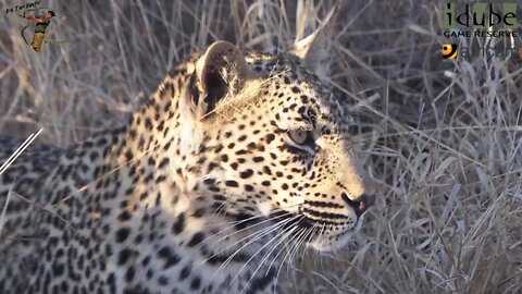 Scotia Female Leopard - Year 2, Independence - 15: Walking Past Africam, Dodging A Hyena