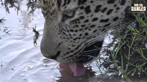 Beautiful Sighting Of A Male Leopard Drinking