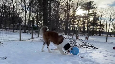 St Bernard- Jolly ball is Baby Walter’s favorite outside toy