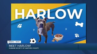 Harlow the dog is up for adoption at the Humane Society of Harford County