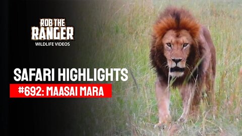 Safari Highlights #692: 25, 26 & 30 May 2022 | Lalashe Maasai Mara | Latest Wildlife Sightings