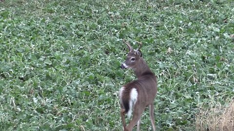 Hunting with Friends | Destination Whitetail