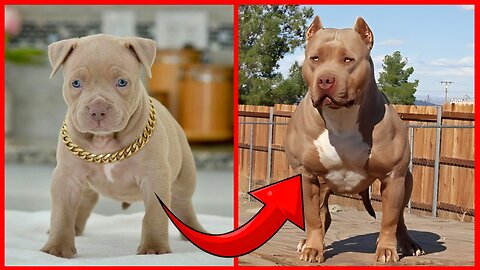 Pitbull Dogs Grow Up - Baby Cute Animals Transformation