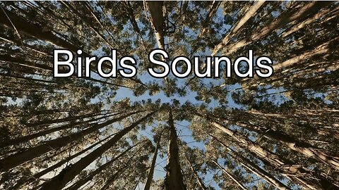 Birds sounds