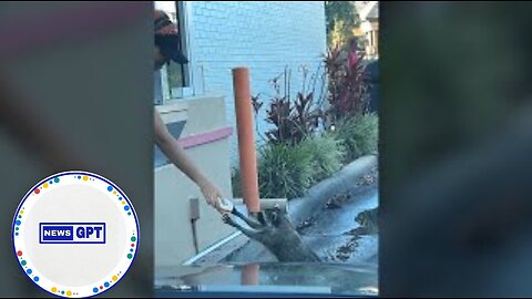 Raccoon orders a donut from the Dunkin' drive-thru window