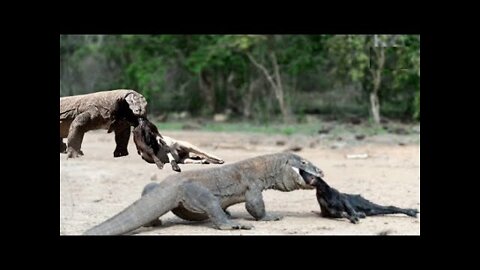 Top 5: Komodo Dragons Attack and Swallow Large Animals