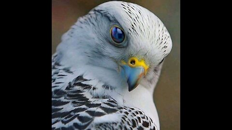 The bald eagle is the most famous type of eagle - the magic of the universe