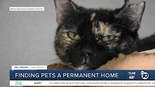 Pet of the Week: Shakira