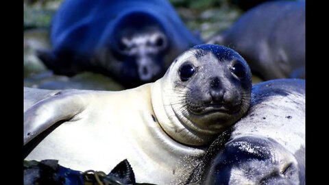 San Nicolas Island of the Blue Dolphins by Marie Jarreau