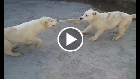 alabai shepherd dog puppies vs