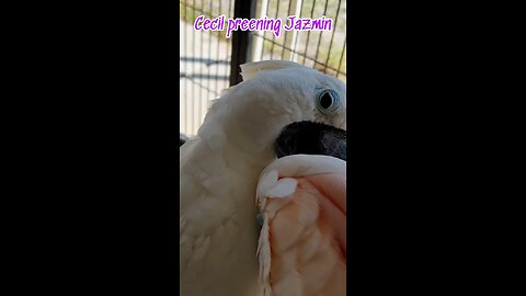 Cecil the umbrella cockatoo preening Jazmin the Seram