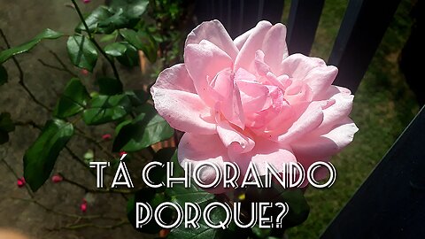 📖Jardim de Louvor-23-(Ta chorando porquê)📖🎤