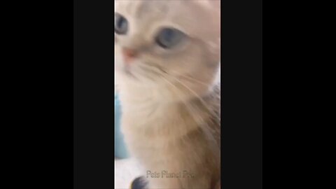 @Shorts @Reels Amazing funny and uniques pet videos @Short 40 @Shorts_Full-HD