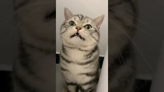 FUNNY CUTE PUPPY - Tiktok Compiled #Shorts