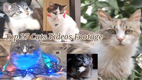 Top 27 Cats Videos Footage - Cat Videos Most Popular,