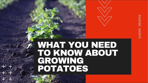 Growing Potatoes #shorts | Gardening in Canada