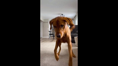 dog dance video #