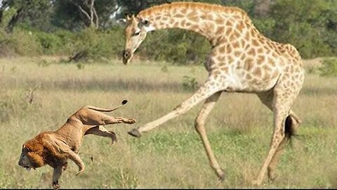 Giraffe Chase Lion with a Surprising Twist: Dog-Like Appearance and a Dramatic Giraffe Chase!