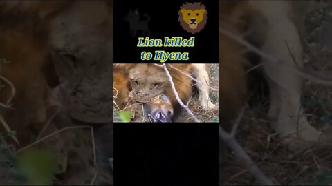 Lion killed to Hyena 2022 #shorts #youtubeshorts #shortvideo