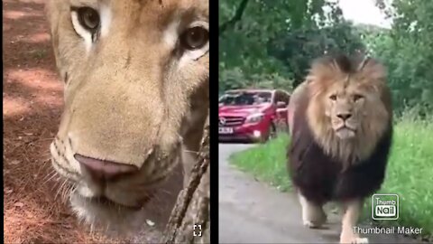 The king of Forest LION🦁🦁🦁 Adorable Moment