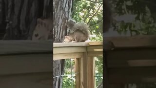 Squirrel with tail covering back!