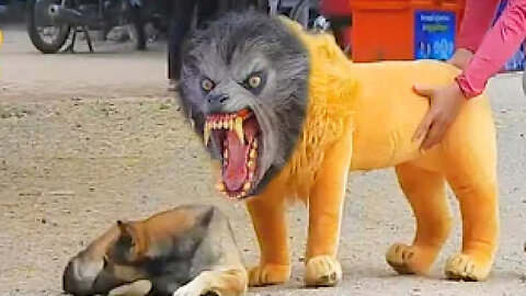 Troll Prank Dog Funny Fake Lion and Fake Tiger Prank To Dog Huge Box Prank to dog