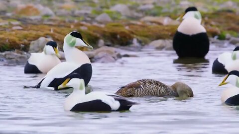 Common eider mating at the arctic sea