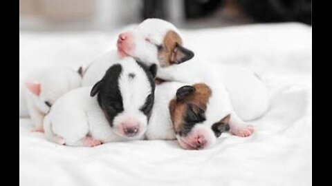 Cute puppies looking beautiful. New Born's.