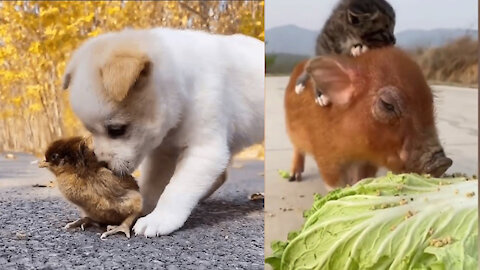 Cute Puppy Loves Its Chick Buddy 😍｜Cutest Pet Videos Compilation 2021