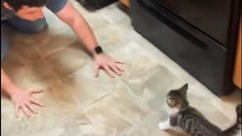 Kitten And Their Owner Have Fun And Play Together In Kitchen