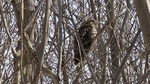 Long eared owl downsview park Toronto