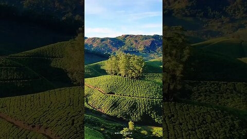 #Munnar #kerela #indiatourism #natgeotv #shorts2023 ||suscribe for more||❤️🙏