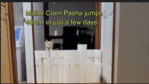 Maine Coon Pasha jumps 48 cm in just a few days